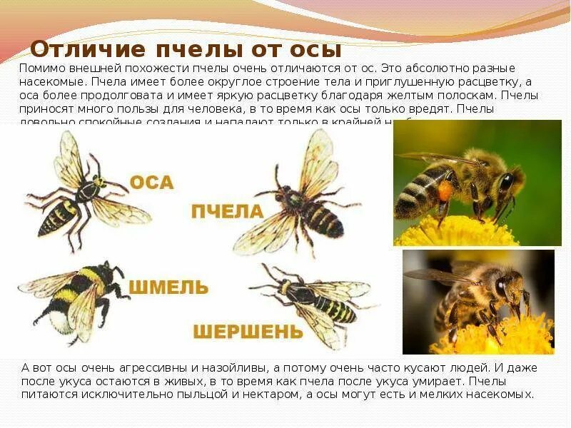 Значение осы. Отличие пчелы от осы. как отличить пчелу от осы. отличие пчел от ос. чем отличается оса от пчелы.