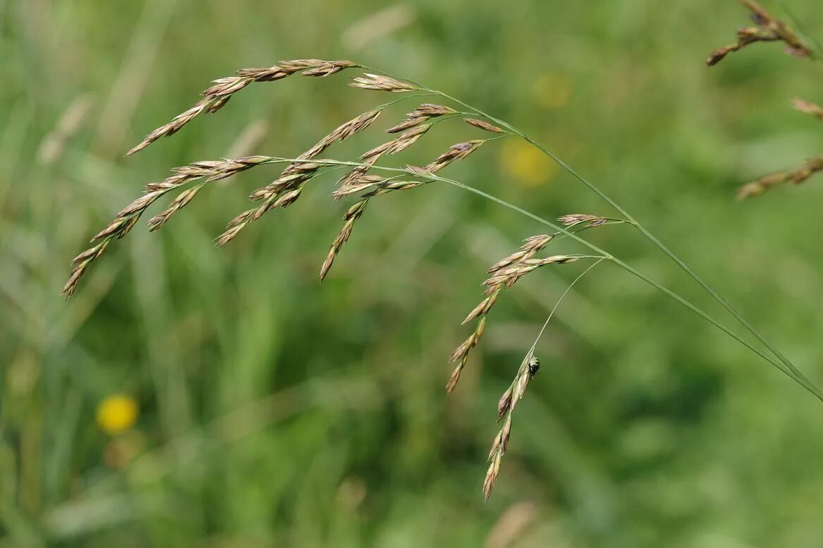 Трава второго укоса. Овсяница Луговая (Festuca pratensis). Овсяница Луговая Festuca. Овсяница Луговая (Festuca pratensis HUDS.). Овсяница тростниковая Festuca arundinacea.