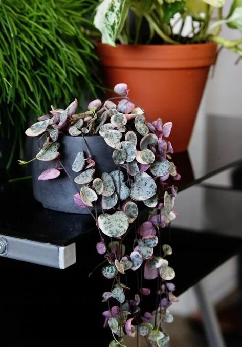 10 Most Popular String Succulents - World of Succulents Piante in vaso, Piante