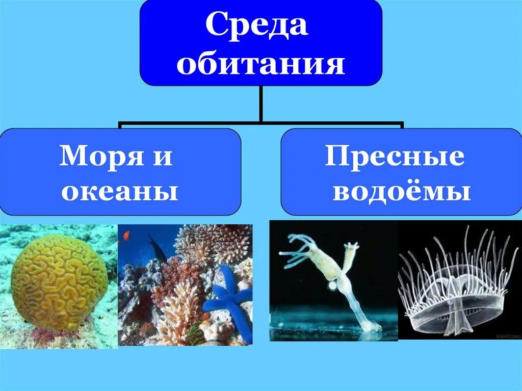 Группы организмов кишечнополостные. Систематика кишечнополостных 7 класс. Среда обитания кишечнополостных. Среда обитания кишечнополостных биология. Многообразие кишечнополостных среда обитания.