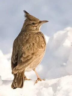 Жаворонок зимующая птица