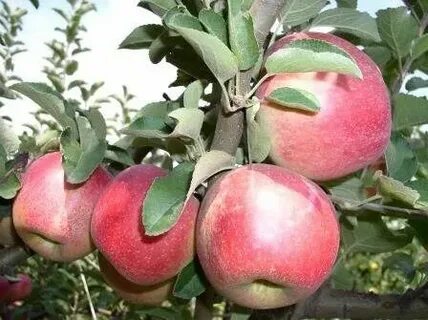 Сорт яблони кубанская багряная