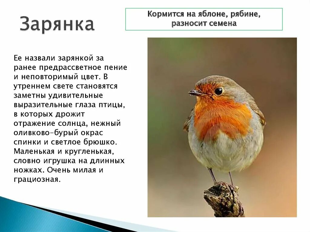 Текст про птиц 5 класс. Зарянка горихвостка. Птичка Зарянка описание. Описание птички Зырянки. Птица Малиновка описание.