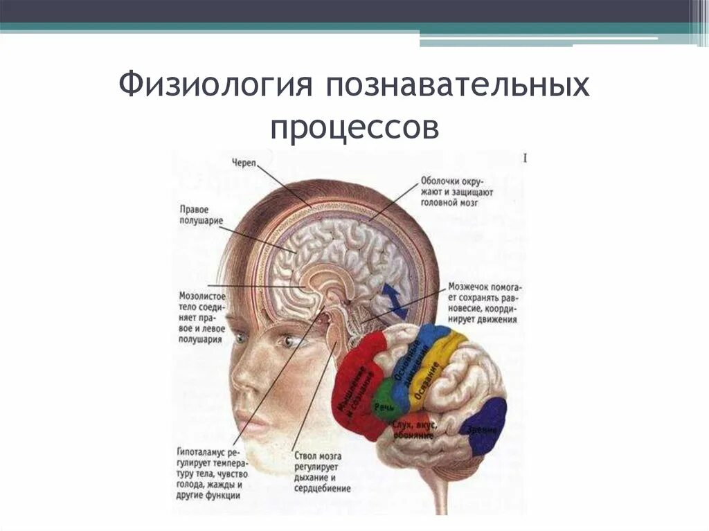 8 познавательных процессов. Познавательные процессы. Физиология познавательных процессов это. Физиологические основы процессов воображения. Физиологический механизм познавательного процесса.