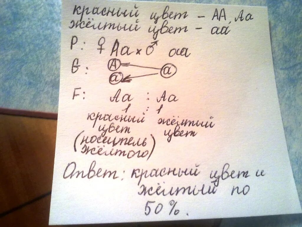 У томатов красная окраска доминирует над желтой. У томатов ген обуславливающий красный цвет плодов доминирует. У томатов красная окраска плодов доминирует. У растений томата красная окраска плодов доминирует над желтой. При скрещивании гетерозиготных красноплодных томатов.