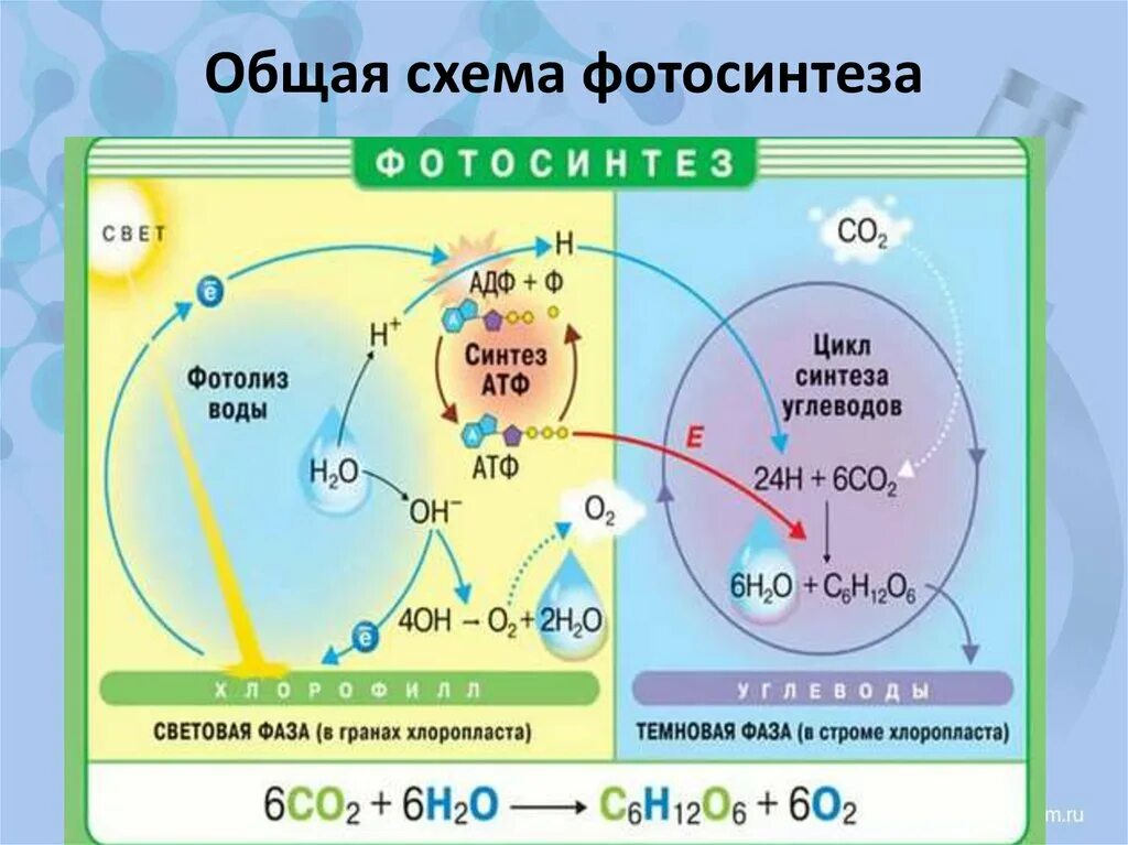 Путь фотосинтеза в воде. Фотолиз воды фаза фотосинтеза. Фотолиз воды в хлоропластах. Световая фаза фотосинтеза 9 класс. Световая фаза и темновая фаза таблица.