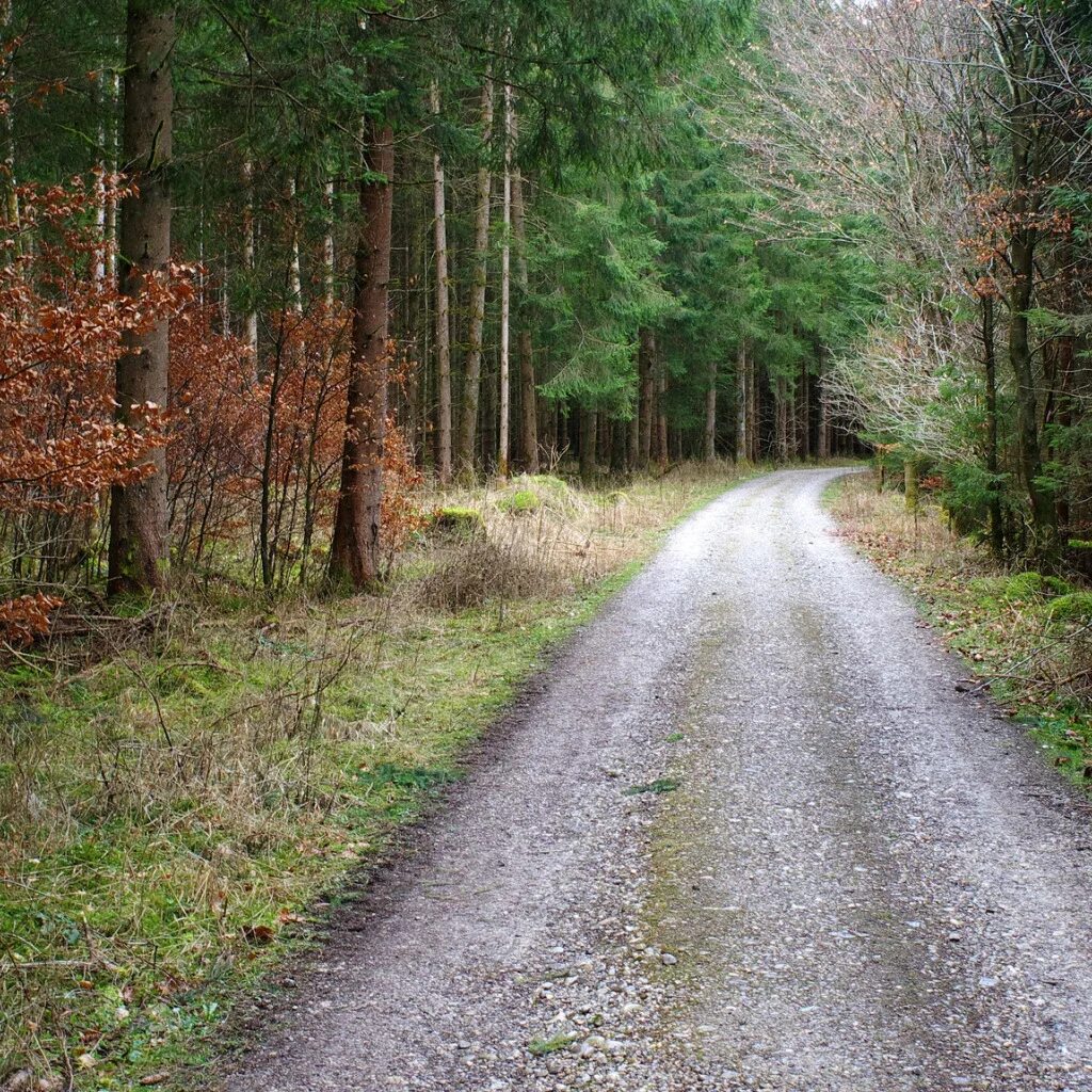 Сделать дорогу в лесу. Велодорожка сосновый бор. Природа дорога. Орегон лесная дорога. Трасса в лесу.