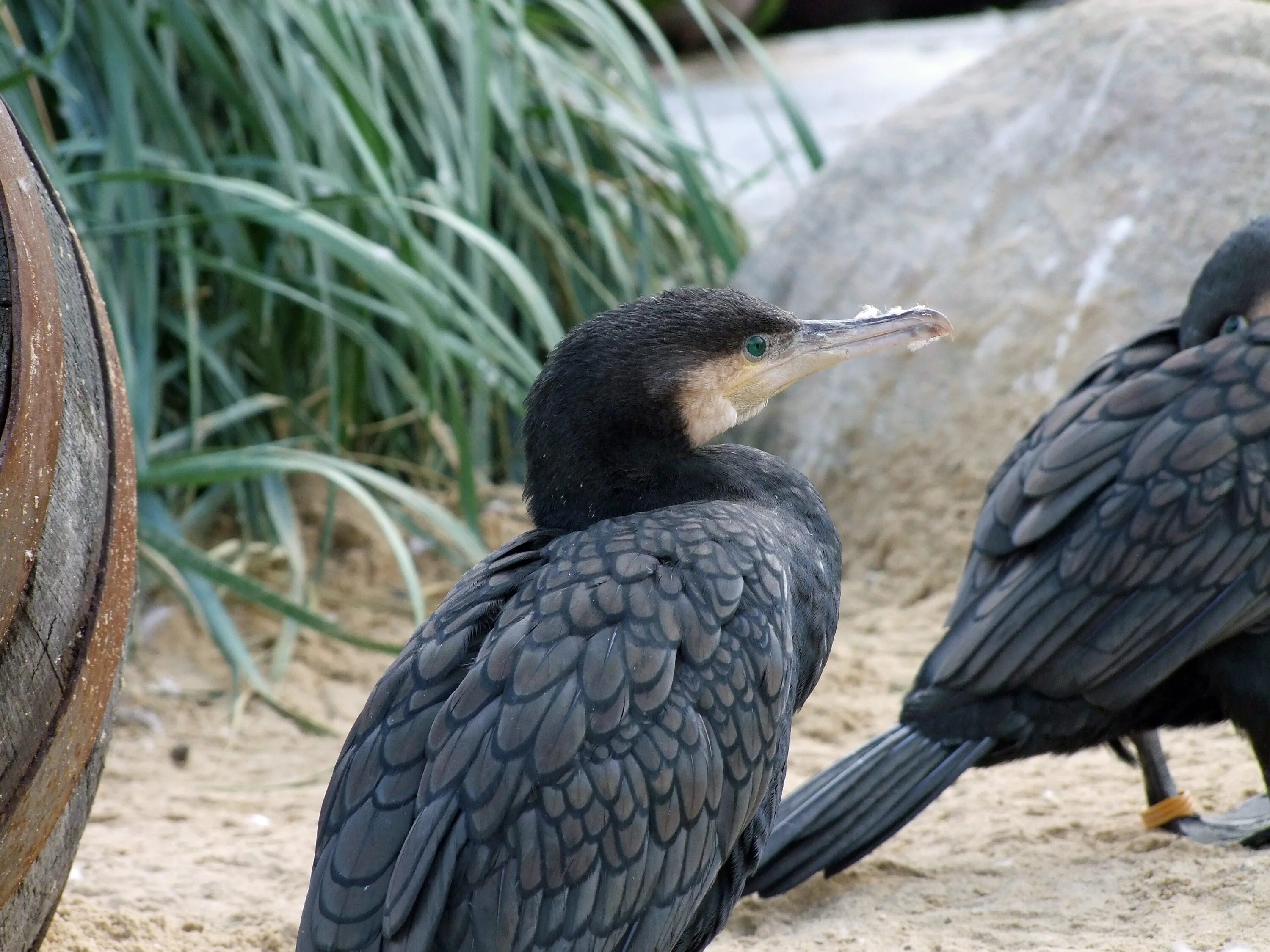 Королевский Баклан. Phalacrocorax Carbo. Неотропический Баклан. Красноногий Баклан.