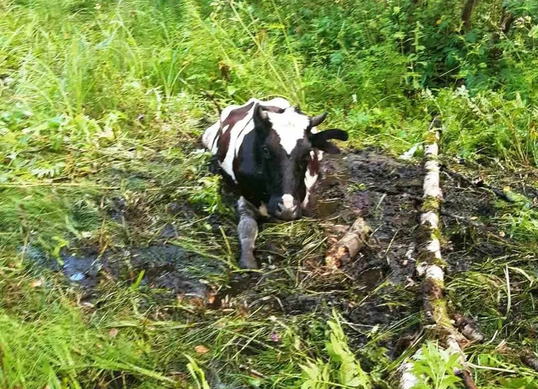 Корова в болоте. Костромская корова.