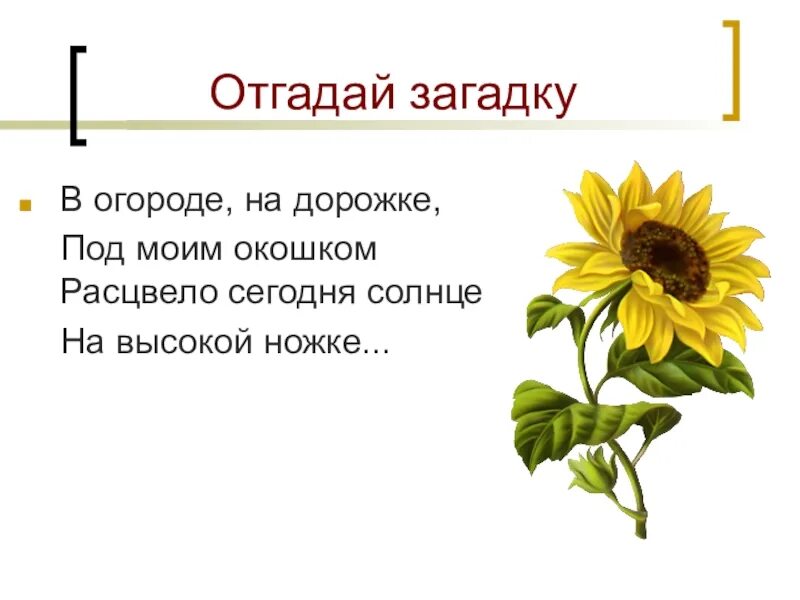 Прочитайте отгадайте загадку почему это растение получило