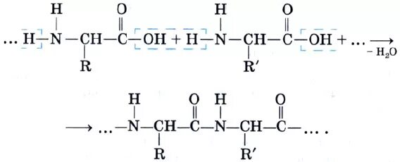 2 при гидролизе белка образуются. Реакция поликонденсации аминокислот. Реакция поликонденсации Синтез белка. Образование белка реакция поликонденсации аминокислот. Уравнение реакции поликонденсации аминокислот.