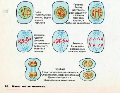 Деление клетки 8 класс биология кратко