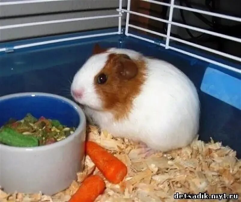 в живом уголке жили морские свинки. морская свинка гладкошерстная. в живом уголке жили морские свинки. в живом уголке жили морские свинки. виварий морские свинки.