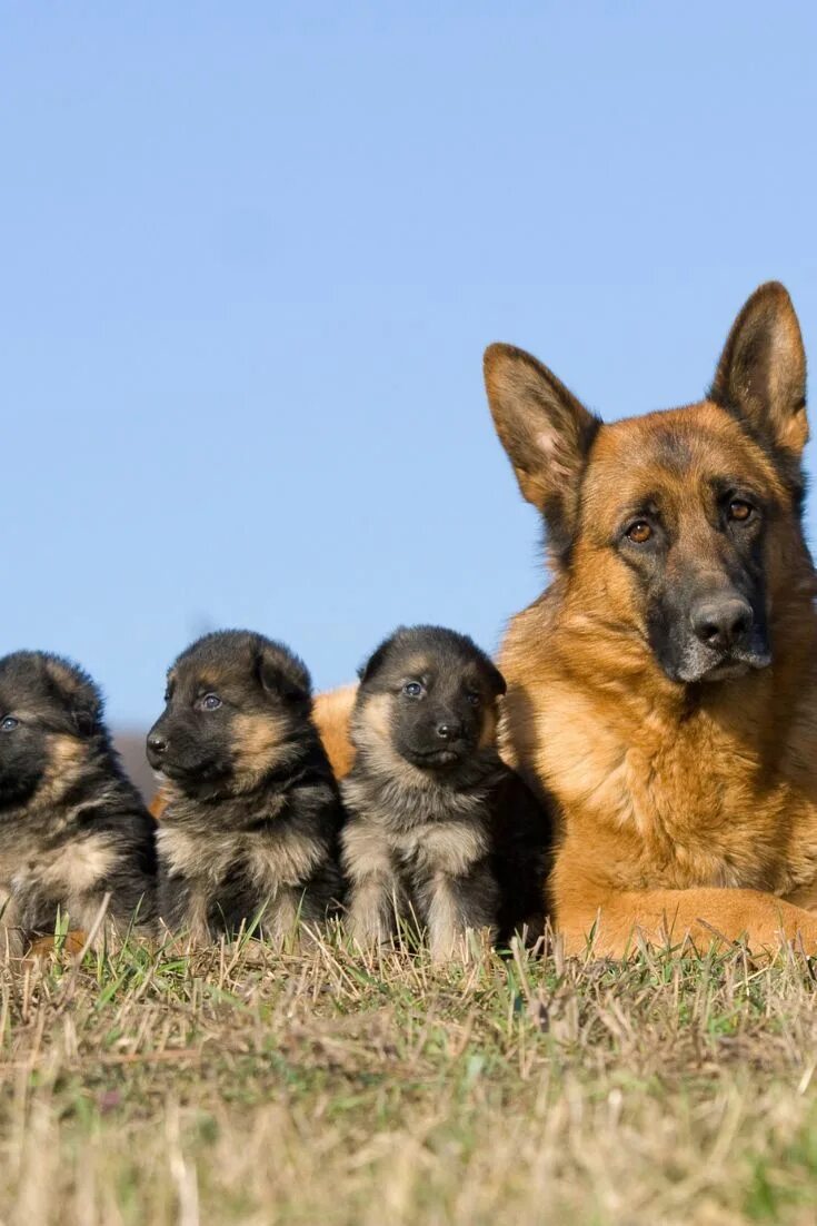 Beautiful and cute, brown and black young German Shepherd, near the green grass 