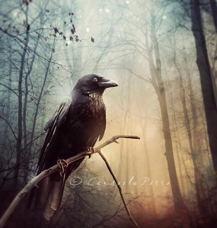 Белоклювый ворон. Мистический ворон. Ворон. Вороны в лесу. Черный ворон в лесу.