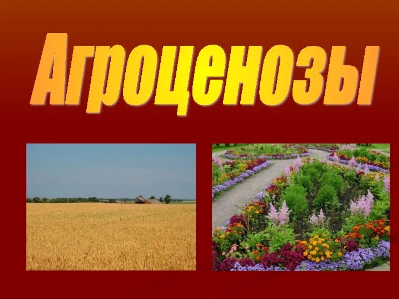 Искусственные агроценозы. Агроценозы. Агроценоз это в биологии. Агроценоз презентация. Искусственные экосистемы.