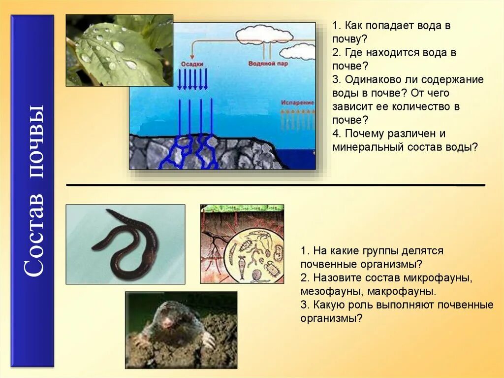 Окажемся почему е. Вода в почве. Вода в почве зачем. Содержание воды в почве. Как вода попадает в почву.