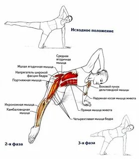 Укажите какие мышцы производят отведение бедра