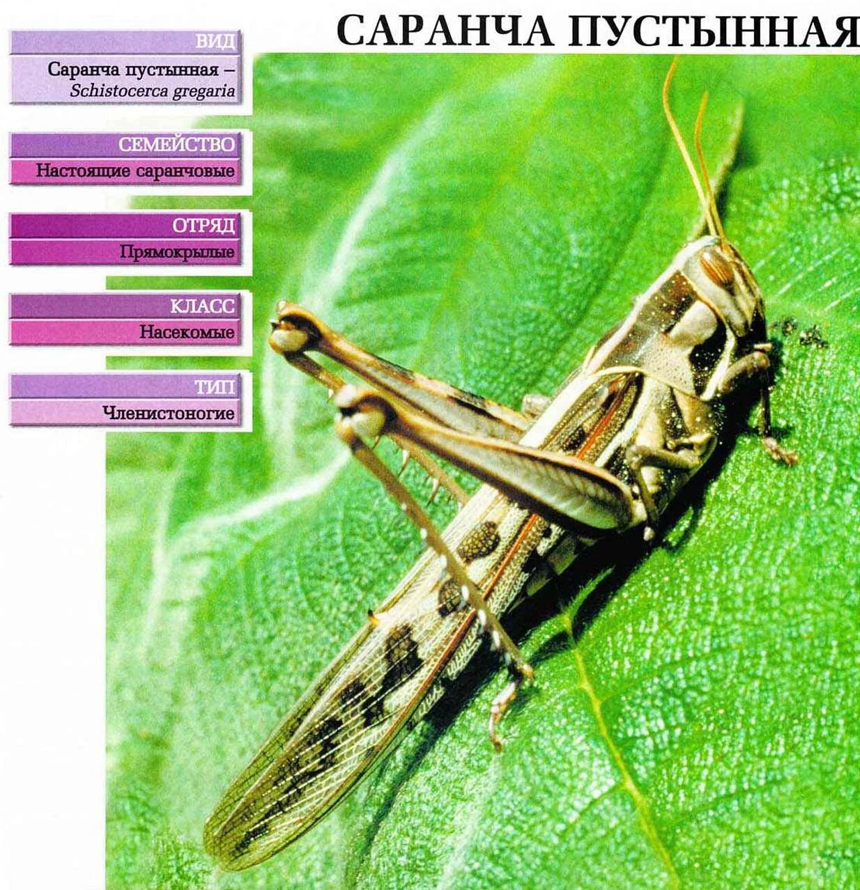 Саранча какой тип. Саранча. Систематика саранчи. Саранча классификация. Пустынная Саранча.