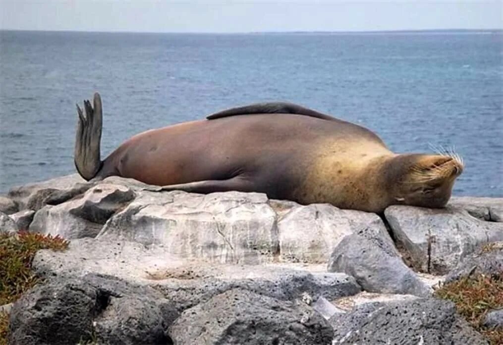 Пока спал на пляже. Тюлень лежит. Тюлень на спине. Тюлень отдыхает.