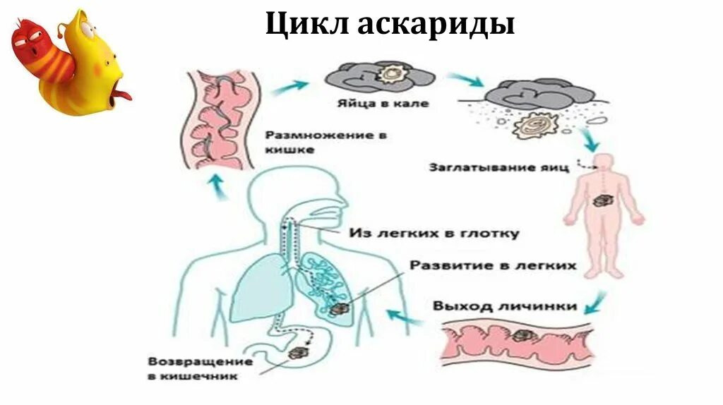 Жизненный цикл аскариды. Цикл развития круглых червей схема. Класс круглые черви цикл развития. Цикл развития круглого червя схема. Жизненный цикл круглых червей схема.