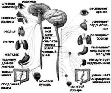 Расширение зрачка какой отдел нервной системы
