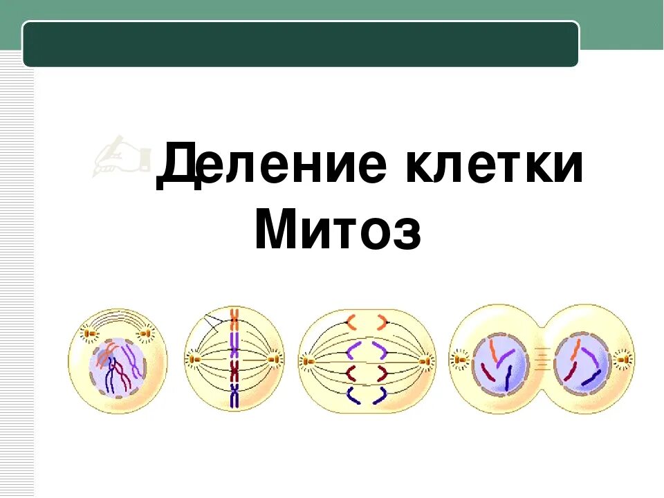 Митотическое деление клетки. Деление клетки митоз схема. Методическое деление клетки. Процесс деления клетки. 3 способа деления клетки