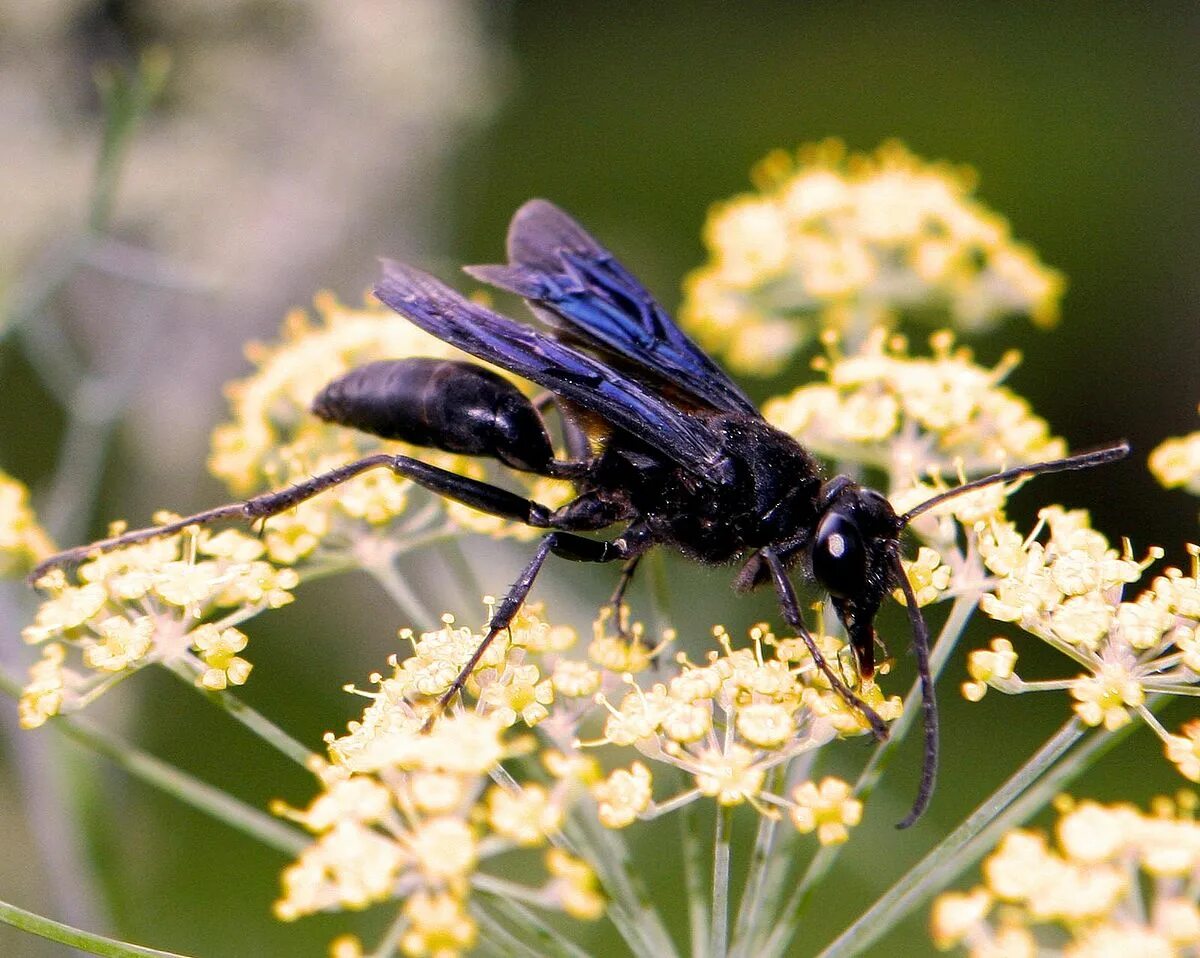 Пчела наездник. Оса сфекс. Оса сфекс чёрная. Сфекс зубастый. Sphex pennsylvanicus.