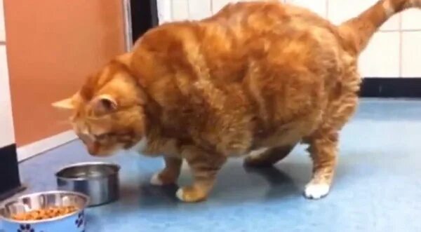 кот сильно похудел что делать. коты с ожирением. кот кушает но похудел. котики с лишним весом. толстый и худой котик.