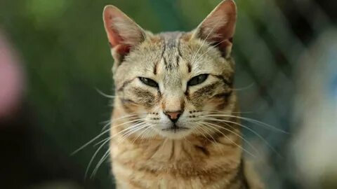 Коте головы