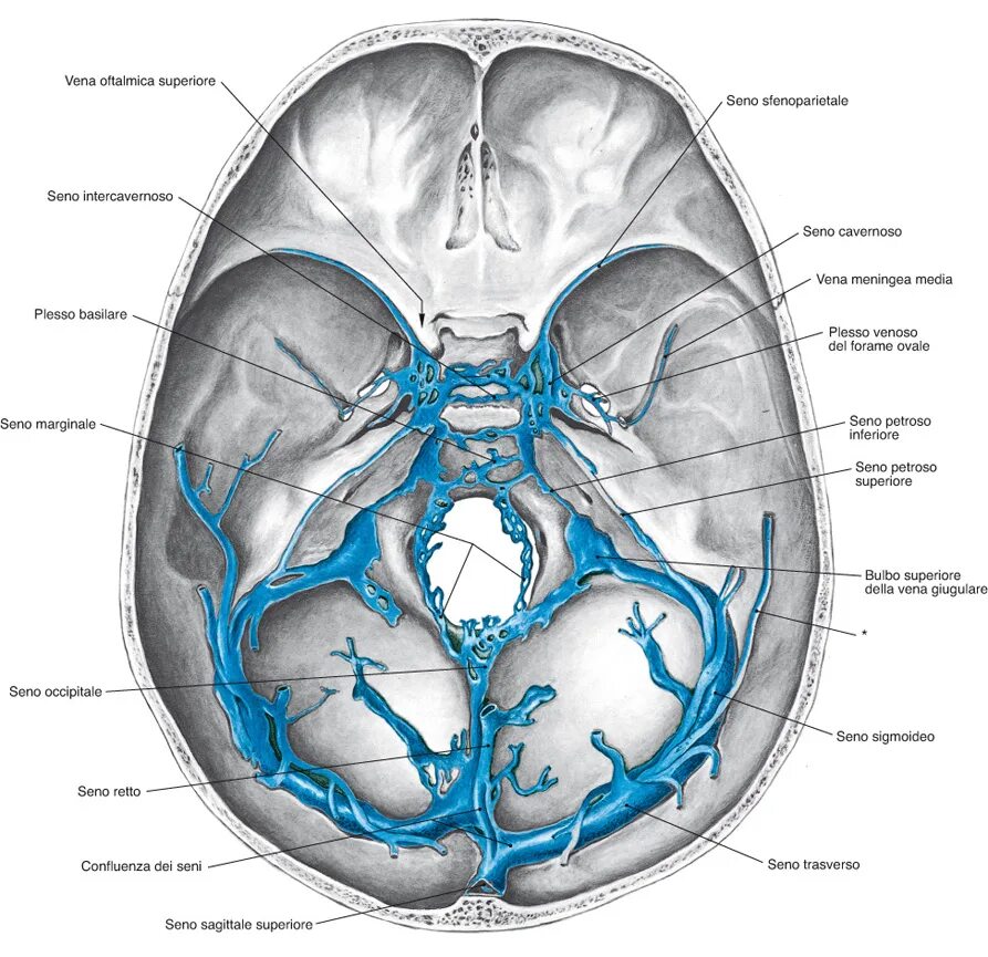 Венозные синусы головного мозга анатомия. Sinus sagittalis Superior. Пещеристый синус. Пещеристый синус анатомия. Гипоплазия правого поперечного синуса