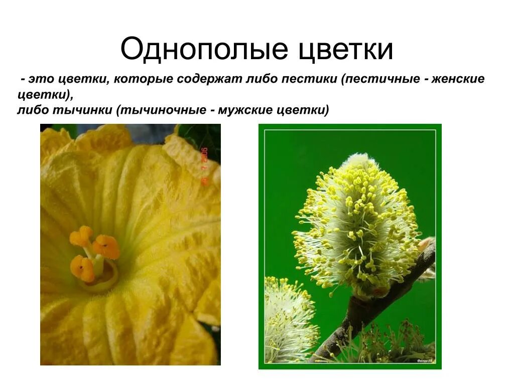 Примеры однополых цветов