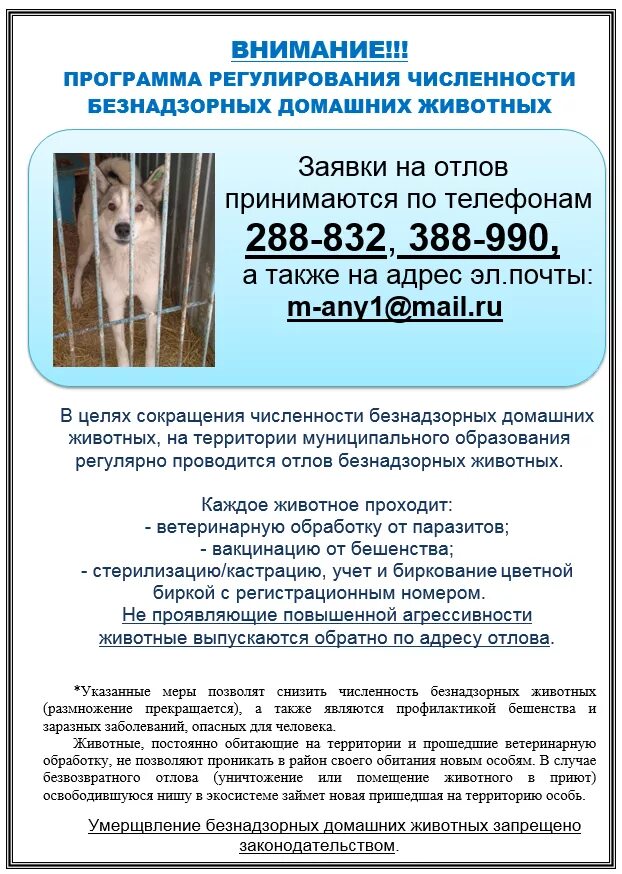 Отлову и содержанию безнадзорных. Отлов безнадзорных собак. внимание отлов безнадзорных животных. график отлова безнадзорных животных. номер службы отлова собак.