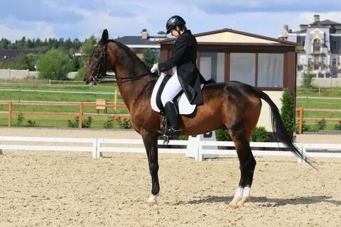 Equestrian перевод