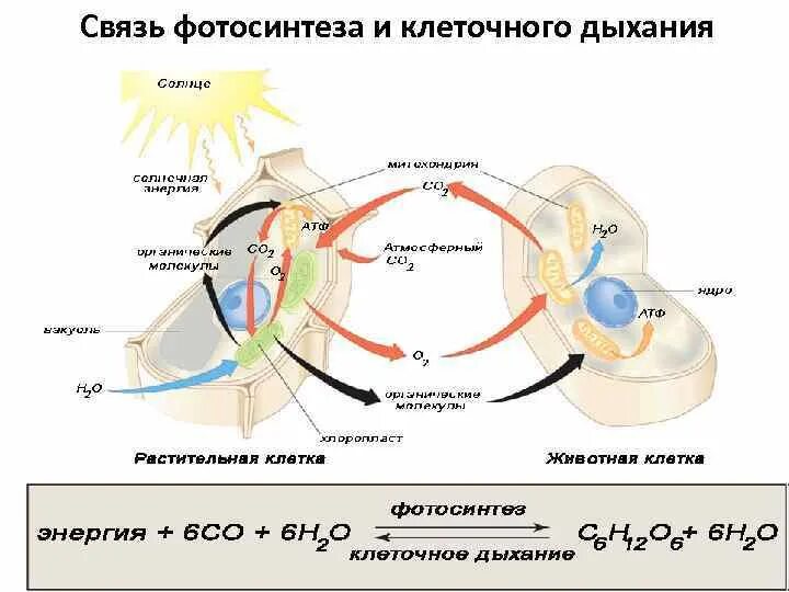 Дыхательную функцию выполняют клетки. Клеточное дыхание. Дыхание клетки. Дыхание клетки схема. Процесс дыхания клетки.