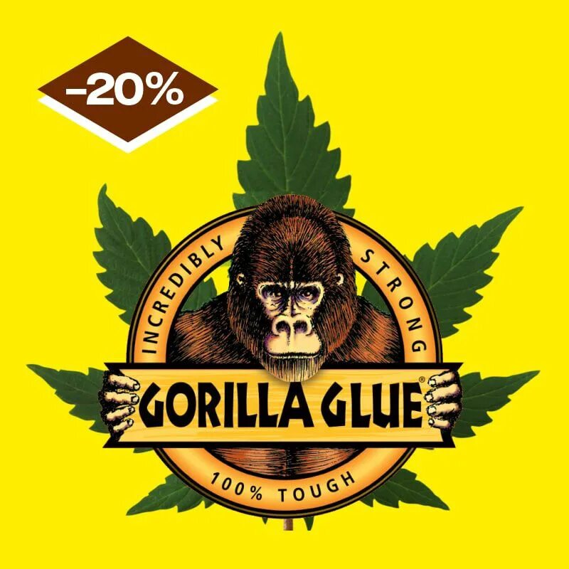 Горилла ночью на кухне маска. Горилла Glue. Gorilla бошки. Gorilla Glue сорт. Шишка Gorilla Glue.