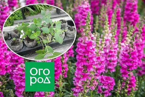 Львиный зев высадка в грунт