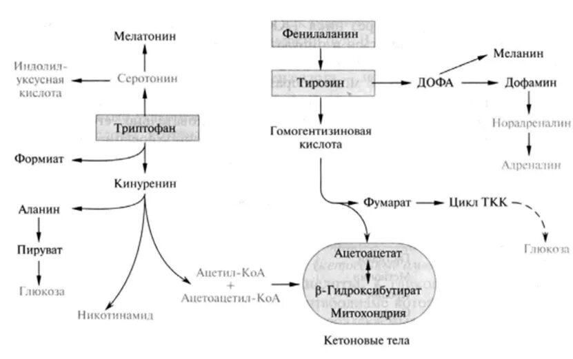 Гликогенные и кетогенные аминокислоты. Катаболизм ароматических аминокислот. Кетогенные аминокислоты схема. Схема метаболизма фенилаланина. Кетогенные аминокислоты метаболизм.