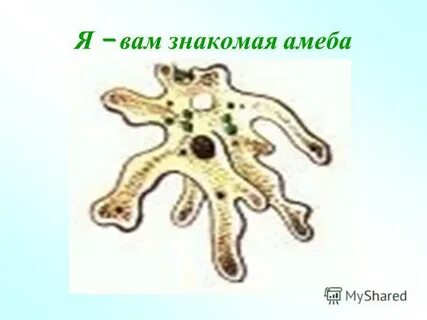 Защитная оболочка амебы