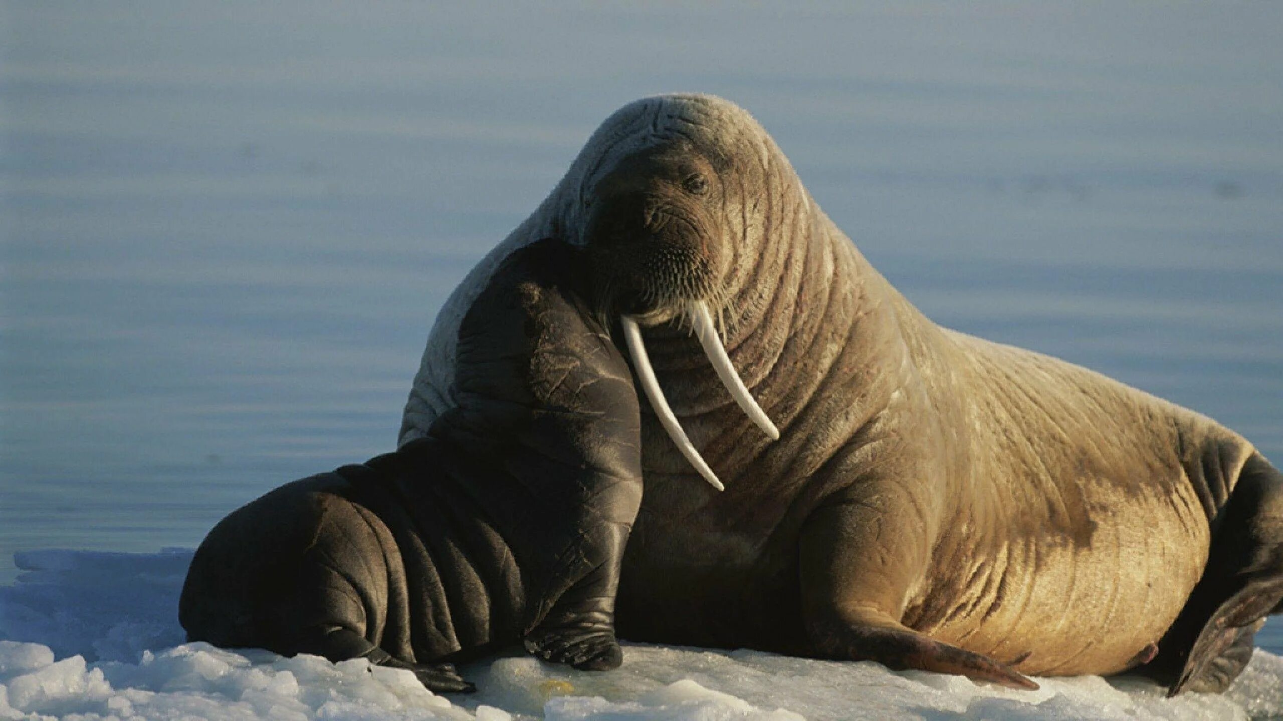 Гренландский морж. Лаптевский морж. Самка моржа. Морж Walrus. Моржи в тундре