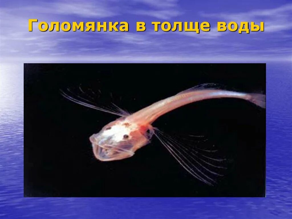 Обитатели верхних слоев океана. Обитатели верхних слоев океана. Жизнь в океане 6 класс. Обитатели водной толщи. Обитатели водной толщи.