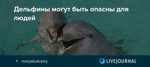 Опасны ли дельфины