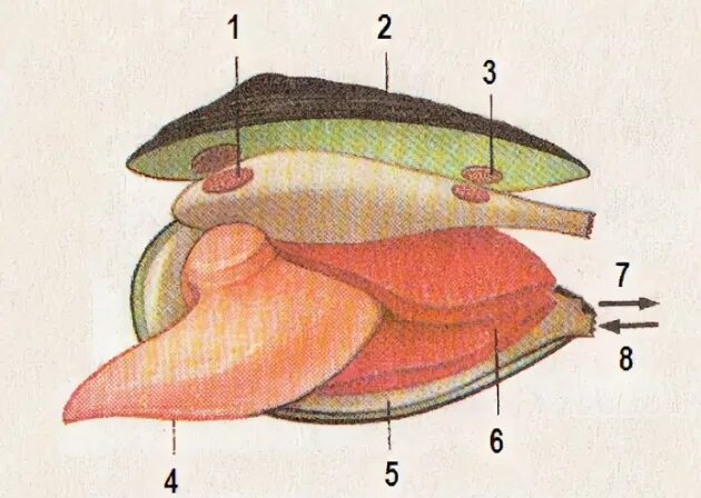 Внешнее строение двустворчатых моллюсков. Внутреннее строение беззубки. Строение двустворчатых моллюсков без подписей. Строение двустворчатых моллюсков рисунок.