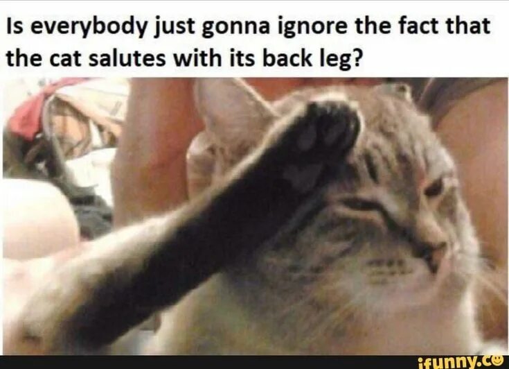 Мем с котом вытянувшим руки перед собой Stretchy cats are on display for this Japanese meme Cats, Cat stretching, Funny