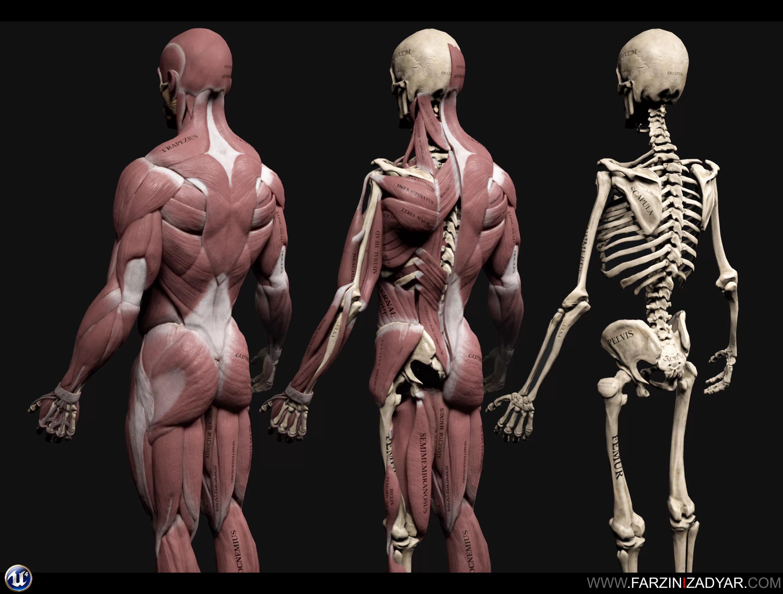 Анатомия человека мышцы 3д. 3d атлас анатомии человека мышцы. ХЬЮМАН диджитал боди анатомия. Анатомический атлас человека 3д. Human h