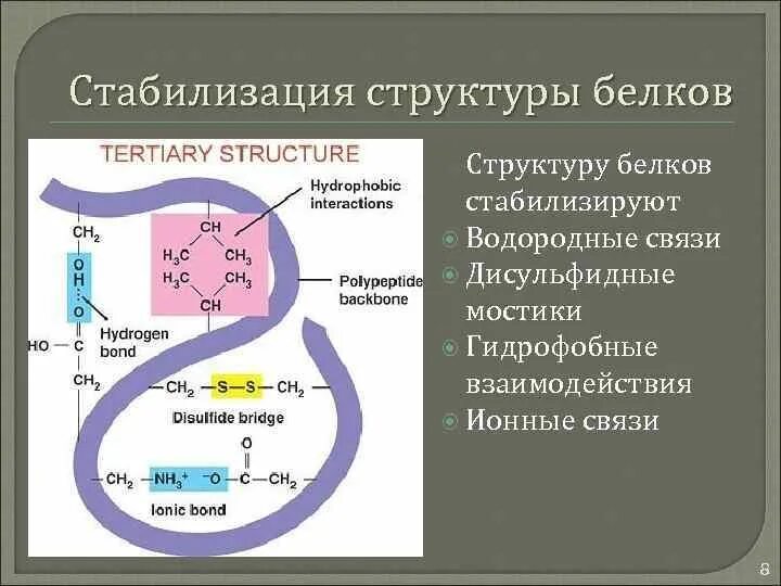 Какие связи стабилизируют вторичную структуру. Связи стабилизирующие структуры белков. дисульфидная связь в структуре белка. связи стабилизирующие структуру белка. факторы стабилизации белков в растворе.