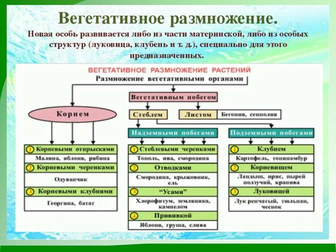 Что из перечисленного относится к вегетативным органам. Органы вегетативного размножения растений. Виды размножения растений схема. Способ размножения вегетативное размножение у растений. Способы вегетативного размножения цветковых растений.