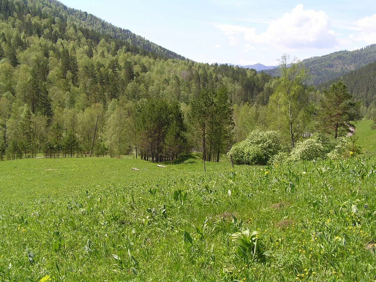 Республика алтай чемальский р-н с толгоек. Участки в горном алтае. Участок на берегу горной реки. Участки в горном алтае. Уймонская долина чендек.