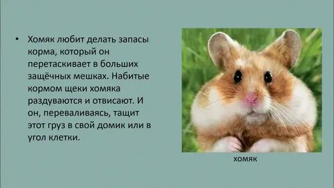 Хомяк 6 букв