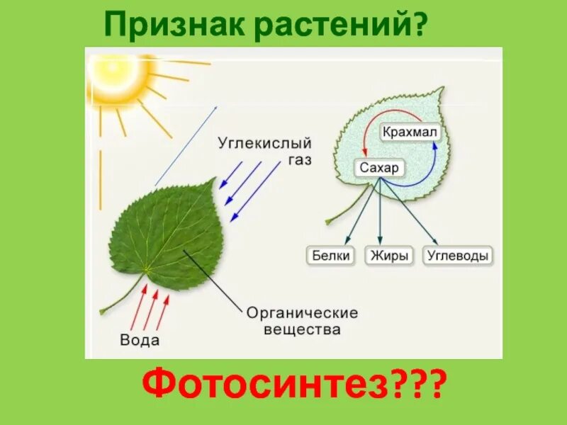 Водоросли выделяют углекислый газ. Схема отражающая процесс фотосинтеза. Простая схема фотосинтеза. Схема условия фотосинтеза. Схема фотосинтеза белка.